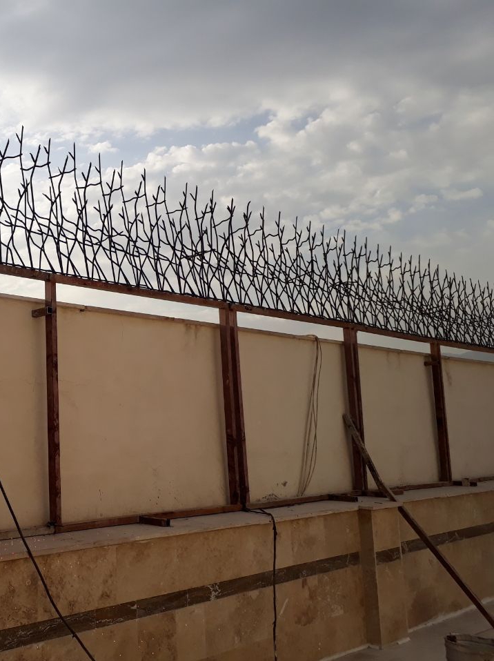 حفاظ شاخ گوزنی